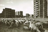 1965 Schafe in der Nordweststadt